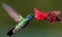 Hummingbirds suck bile with their tongue
