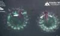 Humpback whales create vortex bubbles that trap prey