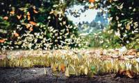 Hundreds of millions of butterflies create a picturesque scene