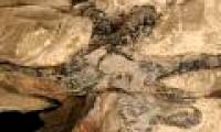 Hundreds of millions of fossil pine forests in China