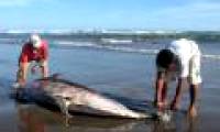 Hundreds of mysterious dead dolphins in Peru