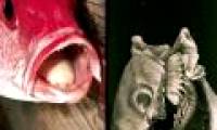 Hundreds of new species discovered in coral reefs in Australia (Part II)