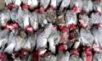 Hundreds of parrots fell on Australian streets