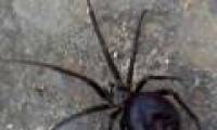 Hundreds of poisonous spiders invaded the British Navy base