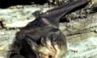 Hundreds of thousands of bats died from the hot sun in Australia