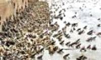 Hundreds of thousands of bullfrogs appeared in Tay Ninh