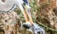 Hungry heron raven snatching fish of snakes