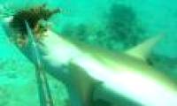 Hungry sharks tear the lion fish