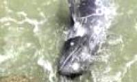 Hunted, dolphins desperately rushed their heads into the rocks
