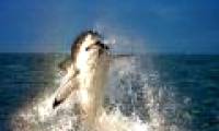 Hunters and prey in unequal war