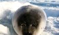 Hunting Canadian seals