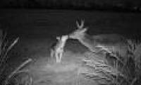 Husky dog ​​shocked when leaving home to go on a date with an adult male deer