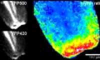 Hydro Peroxide leads the way to the immune system