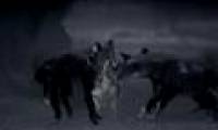 Hyenas and crocodiles in turn unleashed a sudden killing of wild dogs