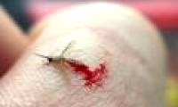 I was burned by a contaminated mosquito at Chernobyl