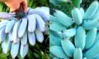 Ideas are Photoshop but these blue bananas are real