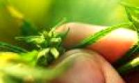 Identified the source of the cannabis plant?