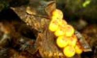 Identify DNA to avoid mating to save frogs from extinction
