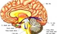 Identify genes related to hippocampal mass