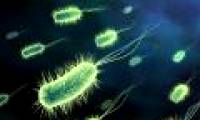 Identify herbivores, eat meat through intestinal bacteria