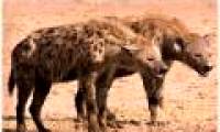 Identify hyenas with laughter