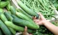 Identify infected cucumbers