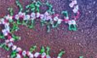 Identify the 'outline' of the first protein in humans