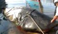 Identify the 'strange' fish weighing 2 tons in Quang Tri