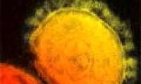 Identify two antibodies that promise to fight MERS