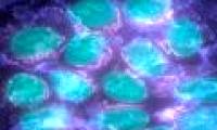Identifying mutant genes capable of causing breast cancer