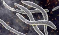 Identifying the deadly link between oral bacteria and cancer