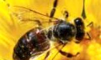 If bees become extinct, the whole world will be hungry