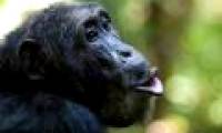 If this vaccine is used, one-third of primate will be saved