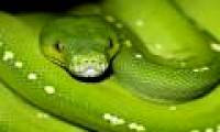 If you are afraid of snakes, never come to Australia