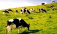 If you want more milk, name it