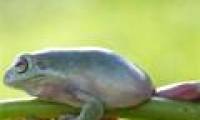 Image: Frogs exercise