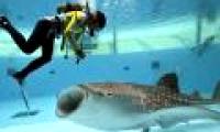 Image: Giant whale shark mouth 1.5 m wide