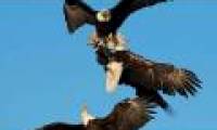 Image of mixed war eagle