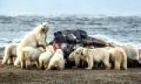 Image: White bear carcasses whale carcass