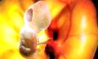Images of secret life in the womb