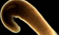 Immortal animals appear