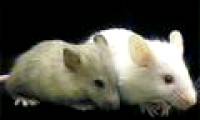 Immune antibodies before HIV