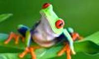Immunity of amphibians to fungal diseases