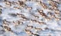 Impact of behavioral change on migratory species