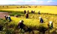 Impact of climate change on rice granary: Do not be pessimistic