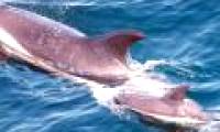 Impact of pollutants on marine mammals