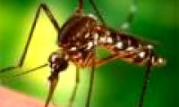 Important findings pave the way for antimalarial drugs