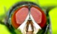 Impressive insect photos through macro techniques