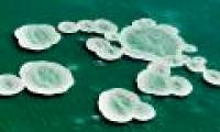 Impressive salt crystals in the Dead Sea