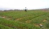 Improving coal dumps with ... grass